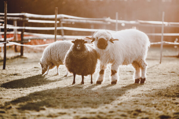 247_KatjaUngernSternberg 247_KatjaUngernSternberg